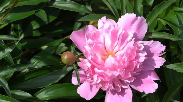 Объектив TAMRON 28-75 F/2.8 DiIII RXD +SONY A7III Обзор