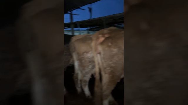 Лучшие моменты трансляции 