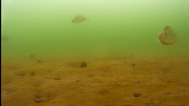 Братское водохранилище. Податовский залив. Подводное видео 15.04.16г. смотреть онлайн