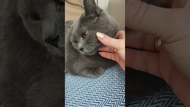 Самый добрый кот Чакки 🐱👍🐱 смотреть онлайн