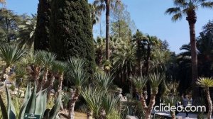 Сочи в апреле. Цветение. Дендрарий. Несезон. Релакс видео.