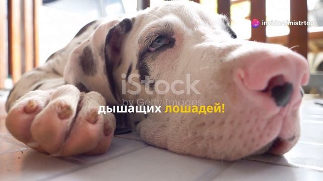 ТОП 5 САМЫХ БОЛЬШИХ И ОГРОМНЫХ ПОРОД СОБАК МИРА./World TV смотреть онлайн