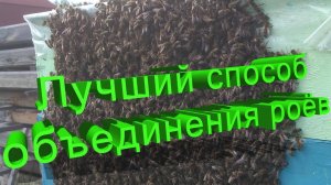 Лучший способ объединения роёв от профессора Кашковского