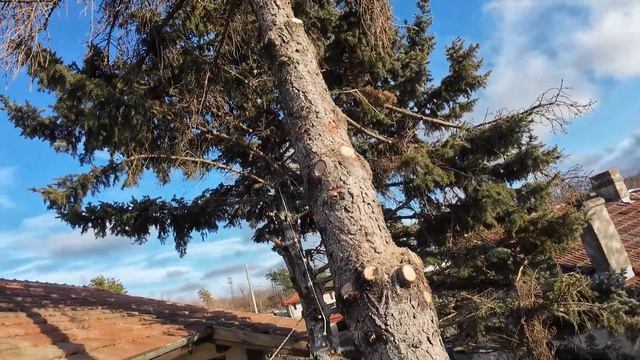 Сух Бор с Опит да Падне - T540i XP DCS-2500T MS194T 550XP Mark II