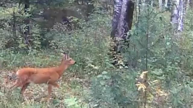 Выход в лес ,по сидел на лабазе ,проверил фото ловушки,? смотреть онлайн