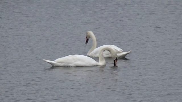 Лебеди в Северодвинске? Невероятно , но факт!! смотреть онлайн