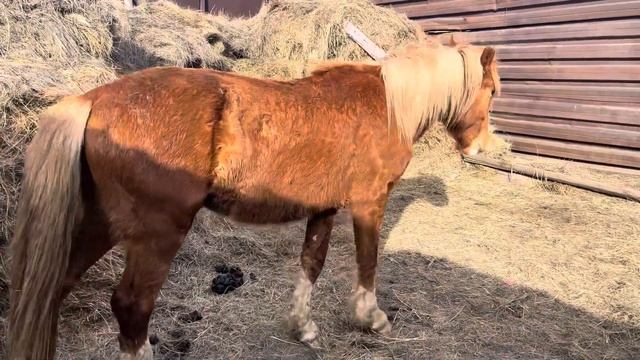 Продается жеребчик 2 года полутяж тел:87058275484 смотреть онлайн