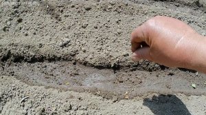 Сажаю редис "Французский завтрак".