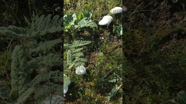 Горные белые грибы . смотреть онлайн