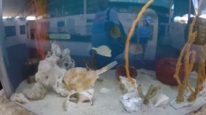 АКУЛЫ-АКВАРИУМ  С ГИГАНСКИМИ РЫБАМИ И ХЕЛУИН !!!!