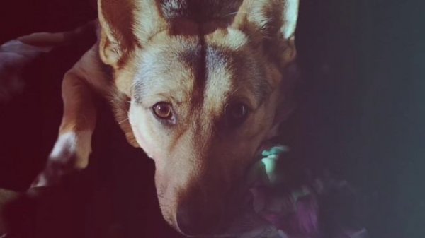 video5307715121198427453