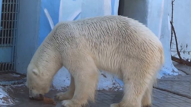 Кай ждёт завтрак. А пока для аппетита - бородинский хле