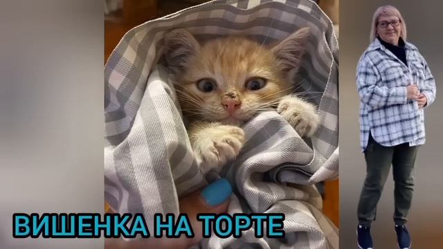 СМЕТАННАЯ КОШКА. VREDINA LIFE. ОБЗОР. смотреть онлайн