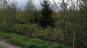 Заросший участок в д. Чисмена. Как облагородить целину! Борщевик- прочь! #1