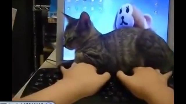 Барбузяка, Кот на клавиатуре смотреть онлайн