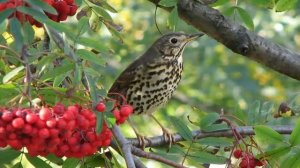 Тала Тала Татарская Песня