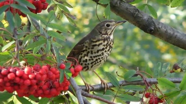 Тала Тала Татарская Песня