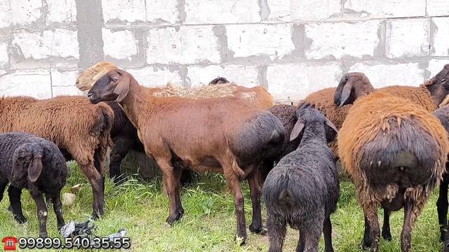 СУРХОНДАРЁ ЭЛИТА ХИСОРИ КУ́ЙЛАРИ
