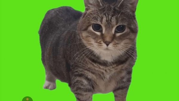 легенда 2025 Troll-OiiA OiiA  (Spinning cat)