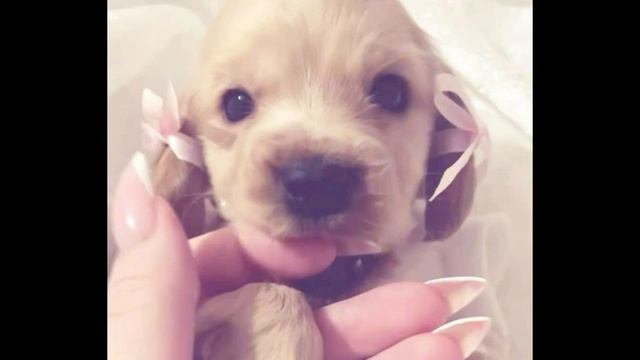 ДЕВЧАЧИЙ ЧАТ МИЛАНА УЧАЙКИНА 💖 - SPEED UP ( ТЕКСТ В ОПИСАН?