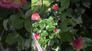 Роза Мишель Дрюкер Michel Drucker