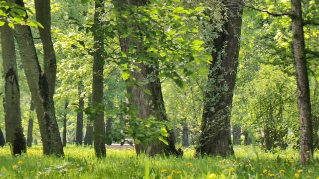 Просто люди в парке . смотреть онлайн