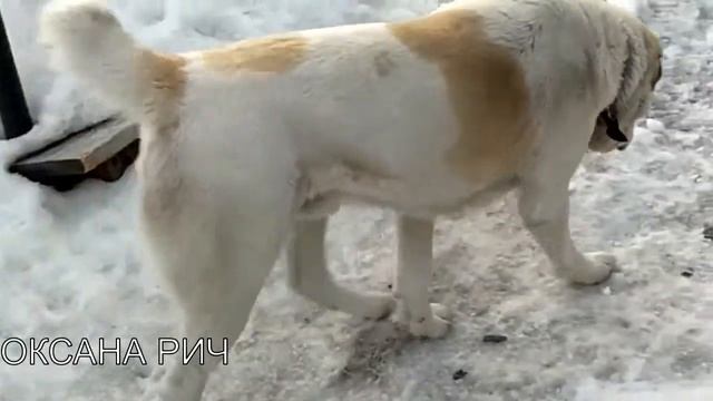 ВОТ ТАКАЯ Я КОЛХОЗНИЦА