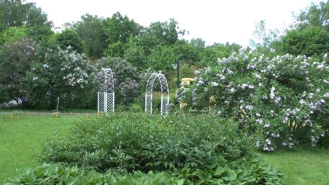 Сиреневый сад в парке "Сокольники" 2022 смотреть онлайн