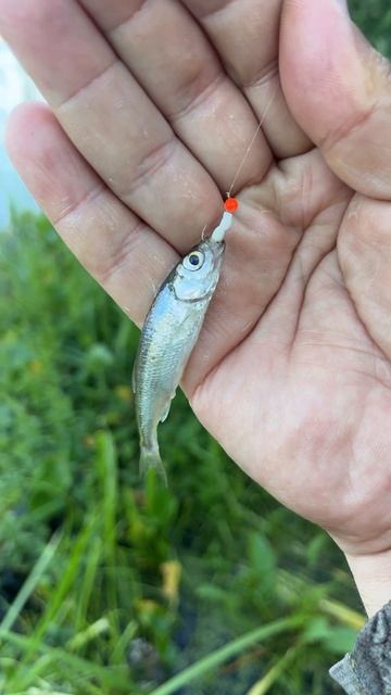С мормышингом на Долгие пруды. Ловится только верховка. смотреть онлайн
