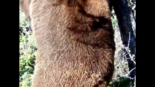 Танец живота от медведя из Сайлюгемского нацпарка смотреть онлайн