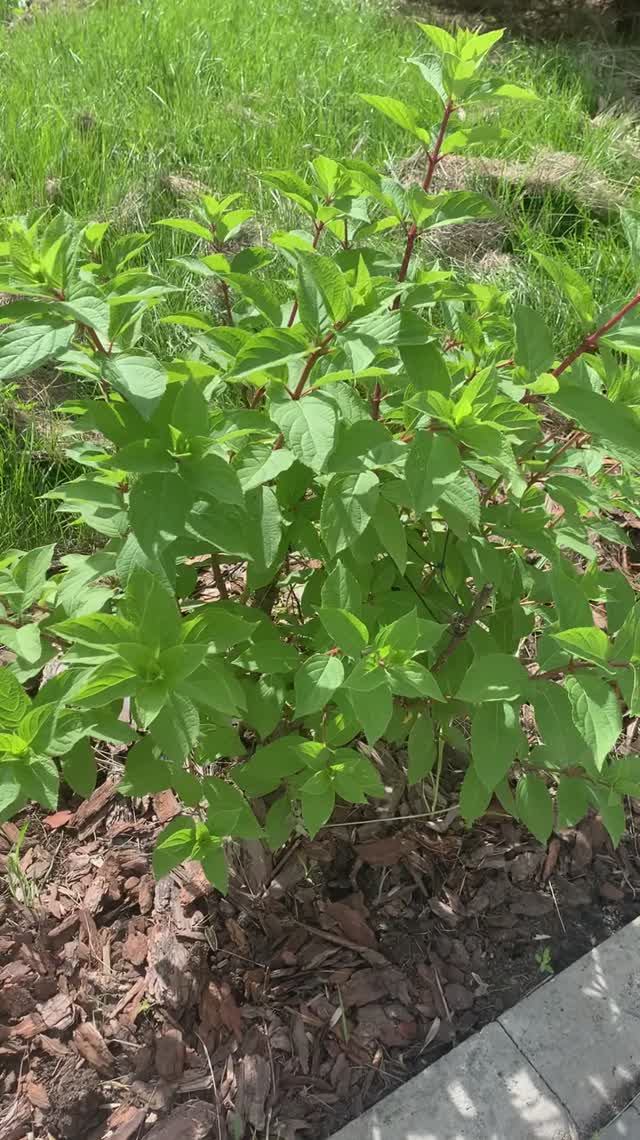 Зачем мы обрезали гортензию?