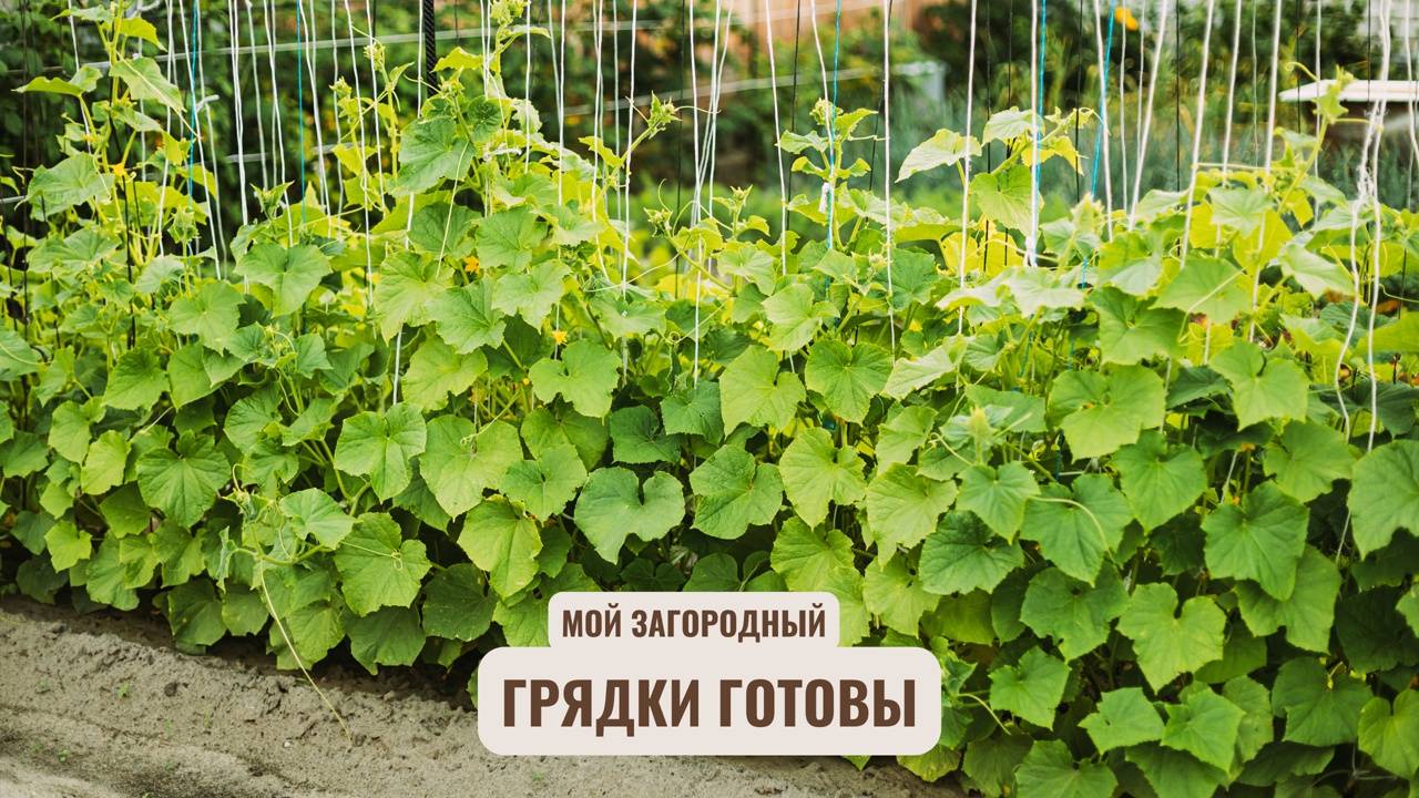 Грядки готовы! Мой Загородный