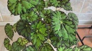 Бегония тигровая (Бауэра) Уход, размножение листом.