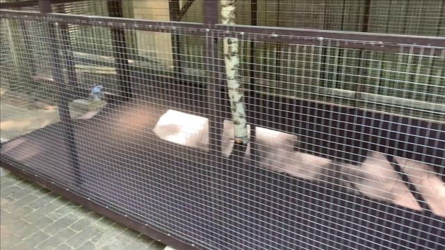 Покраска сетки вольера.Эффект смотреть онлайн