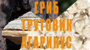 ГРИБ ТРУТОВИК АГАРИКУС