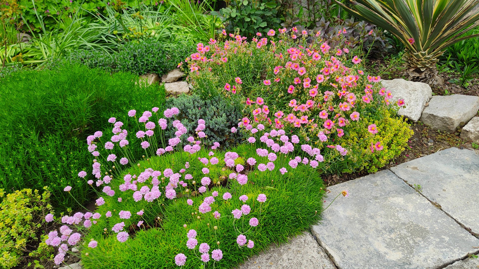 Распустились луки, цветник у входа, солнцецвет и армерия в южном саду. 19.05.2025 #топыкатегорий смотреть онлайн