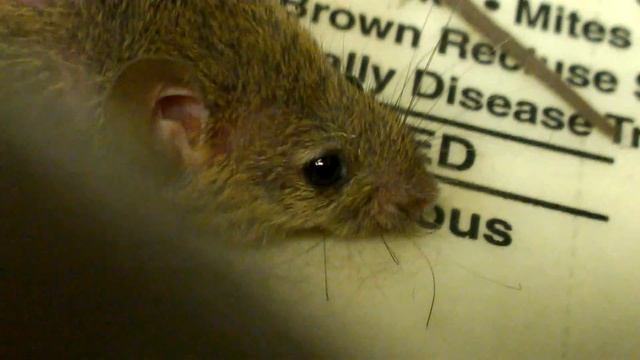 Мишенная охота смотреть онлайн