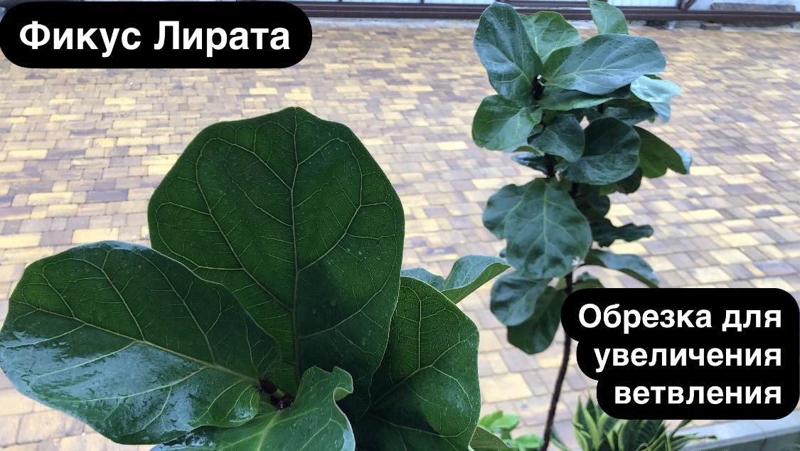 Фикус Лирата- главные правила обрезки