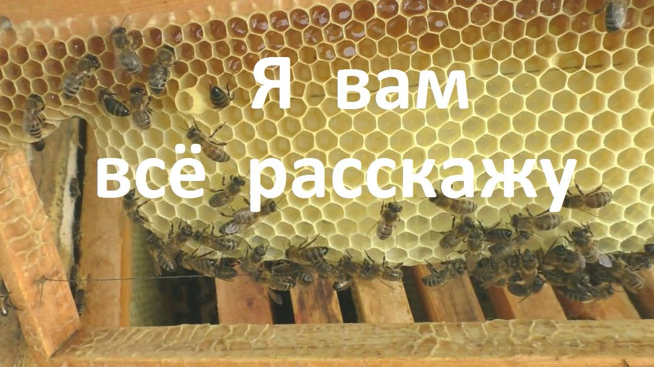 Необычное применение строительной рамки в семье пчел смотреть онлайн
