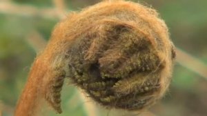 Spring. Fern Osmunda japonica - Весна. Папоротник осмунда азиатская, чистоуст коричневый