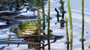 «A LUMINE MOTUS/ МЕНЯ ПРИВОДИТ В ДВИЖЕНИЕ СВЕТ» (69 мин., «Кинофабрика «СЛОНиКо», 2023, 6+) трейлер