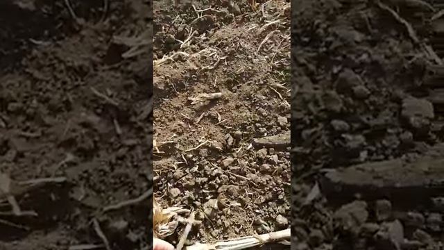 "Работа" в поле биодеструктора Orgamica F смотреть онлайн