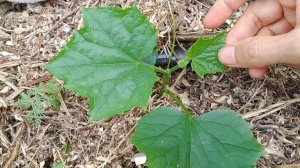 Взошли огурцы: Что делать дальше, чтобы они росли крепкими и здоровыми