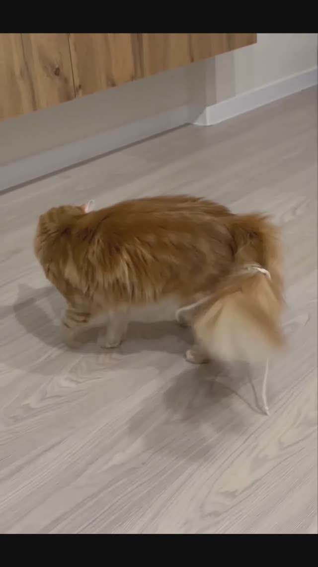 Руфик и бантик .Часть третья :) смотреть онлайн