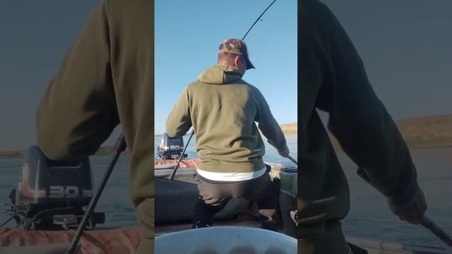нарвался на жереха#fishing #volga #калмыкия #цаган-аман