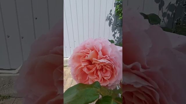 Английская роза Абрахам Дерби. смотреть онлайн