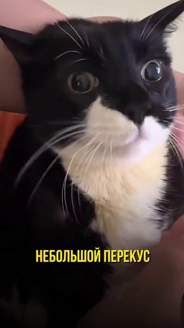НЕБОЛЬШОЙ ПЕРЕКУС #коты #рекомендации #котики #юмор #cats смотреть онлайн