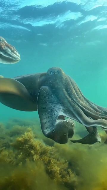 Гигантские австралийские каракатицы смотреть онлайн