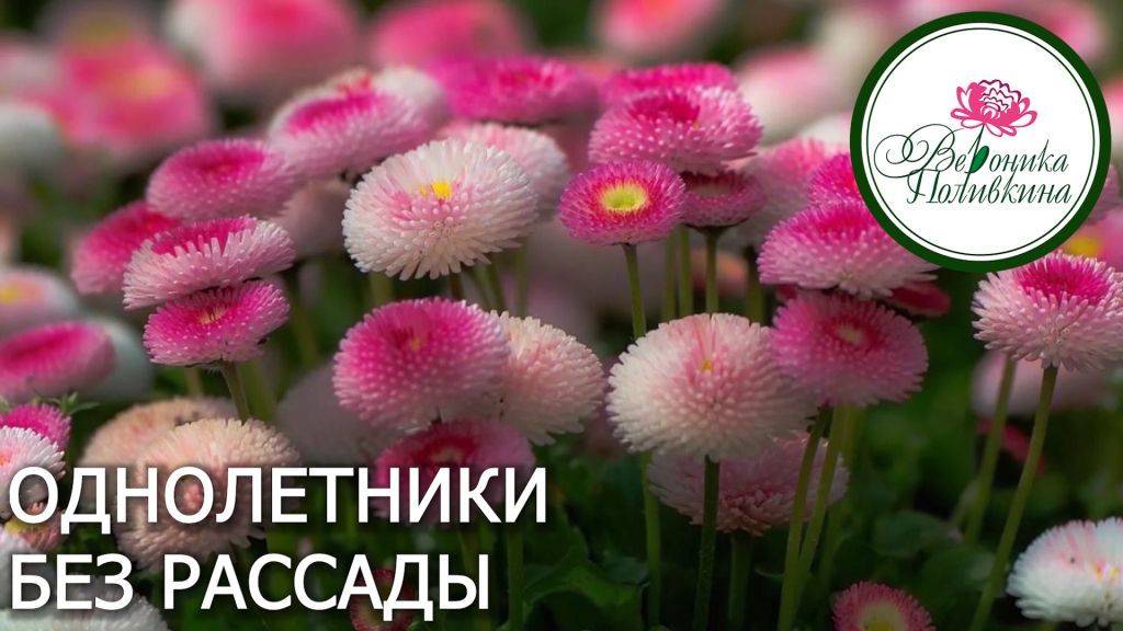 ОДНОЛЕТНИКИ БЕЗ РАССАДЫ смотреть онлайн