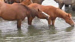 Табун лошадей на реке.